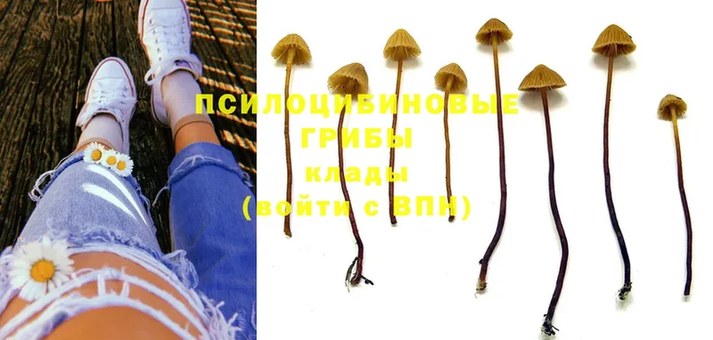 купить  цена  Гай  Галлюциногенные грибы MAGIC MUSHROOMS 